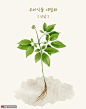 人参 蔬菜水果 手绘植物 植物插图插画设计PSD植物花卉素材下载-优图网-UPPSD