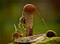 可爱的蘑菇摄影图片欣赏_生态摄影_摄影作品_西安摄影器材城