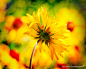 Flower Photography Nature Photograph by BLintonPhotography：A bright yellow wild sunflower with a beautiful red center that grows in Eastern Washington