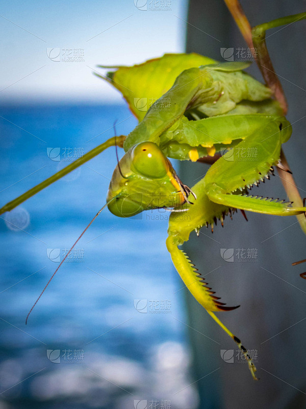 螳螂,垂直画幅,褐色,动物身体部位,夏天...