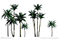 棕榈科 椰子树 海边树种 沙滩树种