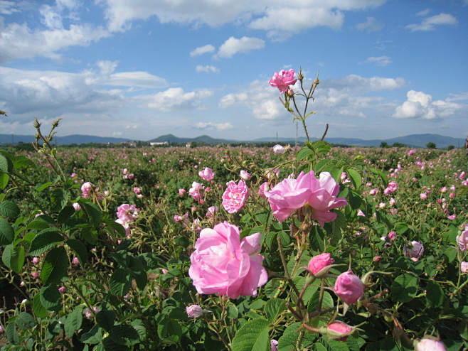 保加利亚玫瑰谷的极致浪漫
