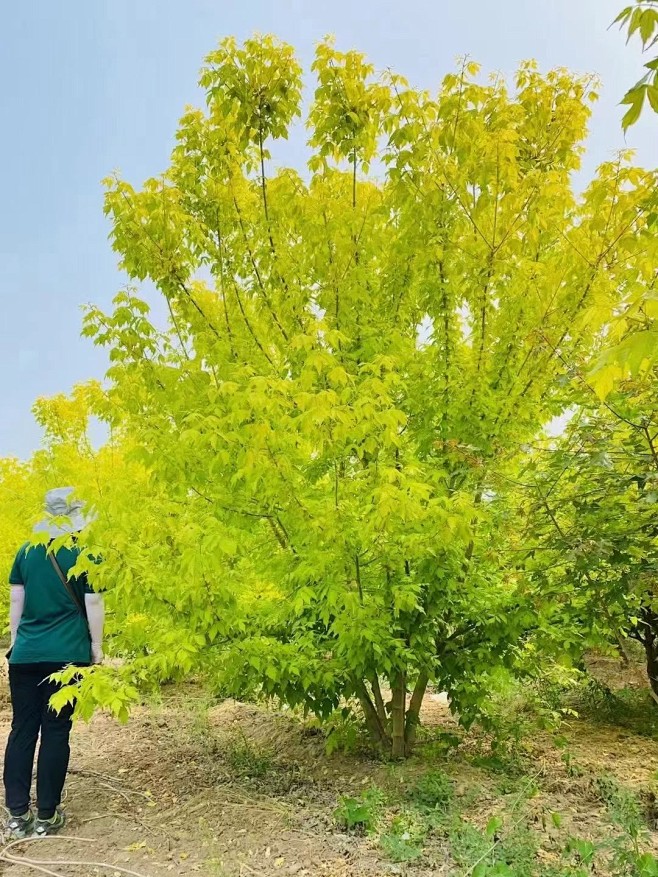丛生复叶槭