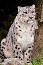 雪豹（雪线附近和雪地间活动的猫科动物）_百度百科