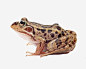 豹纹青蛙png免抠素材_新图网 https://ixintu.com 青蛙 动物 彩色 矢量 矢量图 装饰 PNG图形 PNG装饰