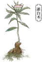 yc5_2.png (42.2 KB,388*574)