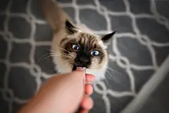 点击来源直接获取大图文件 |可爱的布偶猫从主人那里得到零食，猫吃零食的俯视图
