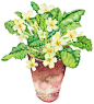 Mary Woodin植物绘