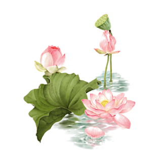 手绘荷花莲花素材素材下载