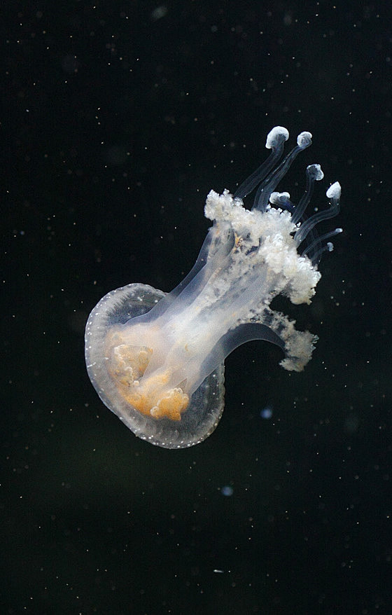 水母是海洋中重要的大型浮游生物水母寿命很短平均只有数个月的生命