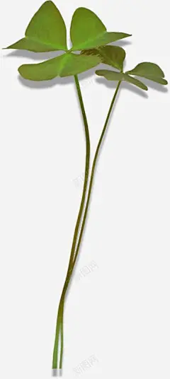 两珠三叶草 页面网页 平面电商 创意素材