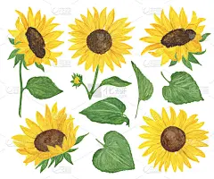 黄色向日葵和叶子集水彩手绘花卉插图，夏季田野农业植物，花与茎和叶，图案贺卡，婚礼请柬，节日设计