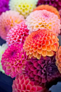 Dahlias-vibrant and beautiful: 