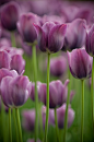 tulip  