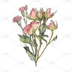 水彩花束，粉红色的玫瑰和康乃馨，绿色的叶子孤立在白色的背景上。春日夏季手绘花婚，三月八日庆。明信片的