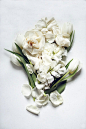 白色的花，曼妙的美