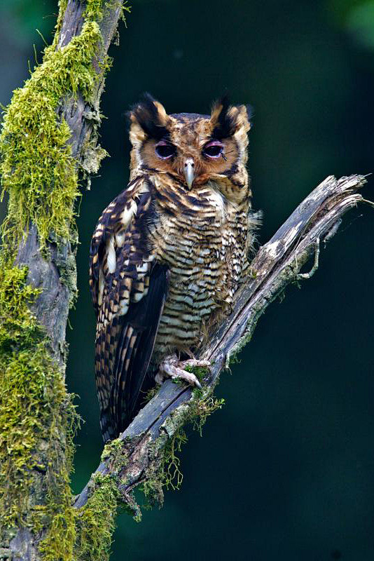鸮形目鸱鸮科雕鸮属弗氏雕鸮