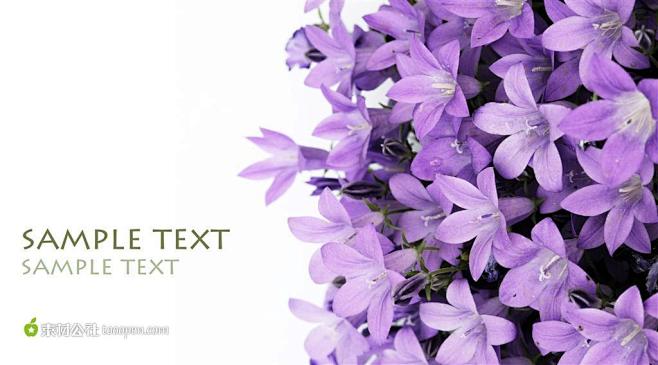 紫色的百合花背景图片高清图片素材