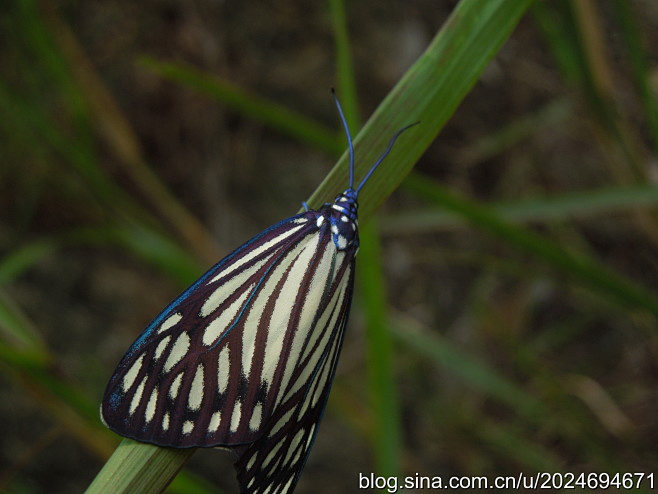 蝶形锦斑蛾cyclosiapapilionaris