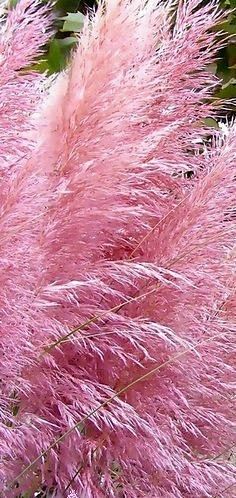 Pampas Grass Pink Ta...