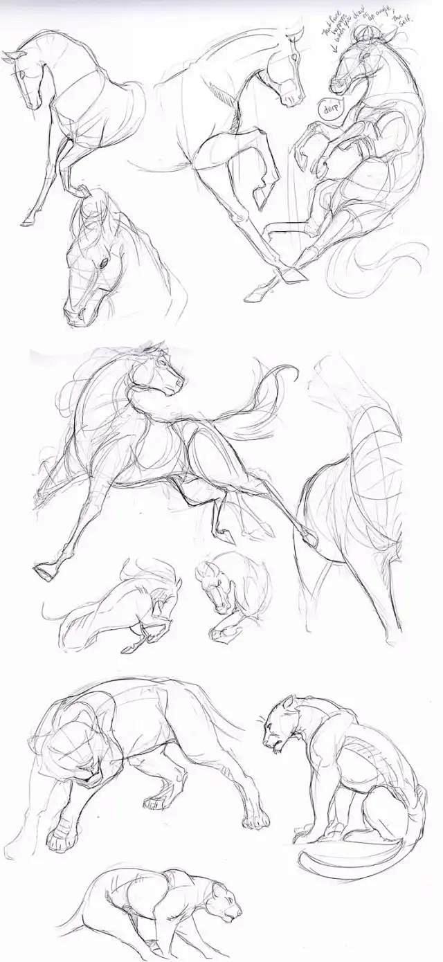 马不会画初学者需按照马的结构画这才是马的正确画法