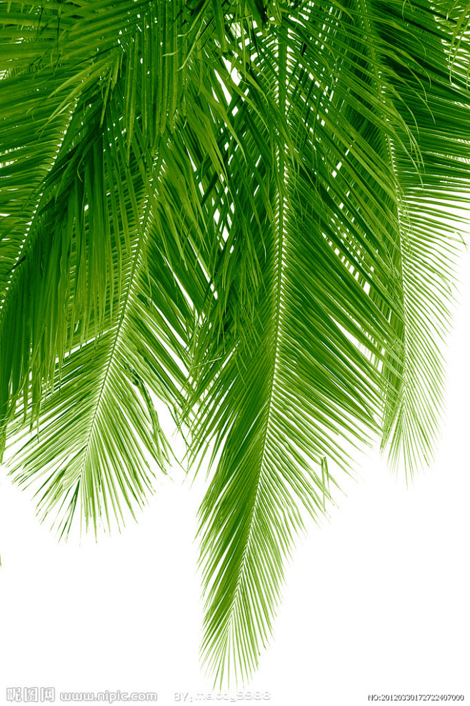 密密麻麻的树叶 透光 绿叶图片素材 棕榈...