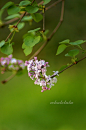 紫丁香
热带植物的相册-【采绿集】春天在哪里