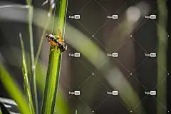 黄蜂 4K壁纸 自然背景 全高清壁纸 昆虫 甲虫，昆虫 动物群