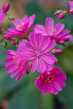 渲染一指の繁华采集到花