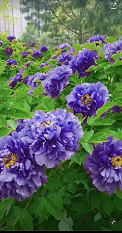 花草集 - 高清图片，堆糖，美图壁纸兴趣社区