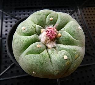 白肌疣银冠玉（Lophophora fr...