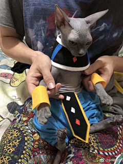 Henriz采集到猫