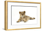 lion-cub-approx-16-weeks-old-lying_u-l-q106b1lm4oy4