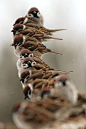 row of sparrows