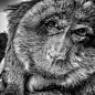 APE-VIEWS猴子的表情 [18P] (15).jpg