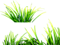 卡通草