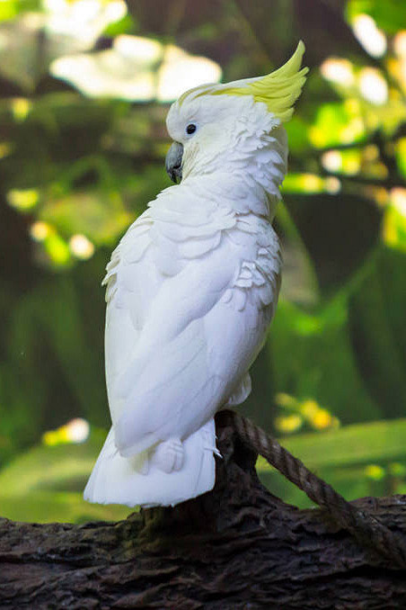 鹦形目凤头鹦鹉科白凤头鹦鹉属葵花凤头鹦鹉