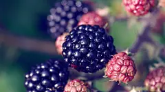 ID-936332-森林浆果-黑红桑葚水果壁纸高清大图