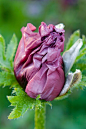 Papaver orientale 'Pattys Plum' 东方罂粟"梅子馅饼