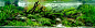 TOP 200 IAPLC - 国际水草造景比赛2012年。 AquaA3.com.br - 水族馆Alagoano