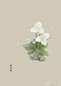 #365天生日花# 7月17日 白玫瑰 (White Rose) 
花语 ：尊敬
7月18日 苔藓玫瑰 (Moss Rose) 
花语 ：可怜 
7月19日 附子花 (Aconite) 
花语 ：美的光辉
7月20日 青兰（Obedient Plant） ...展开全文c