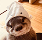 一只拥有各种帽子的小海獭，太可爱了，想养（推 adda_boi） ​​​