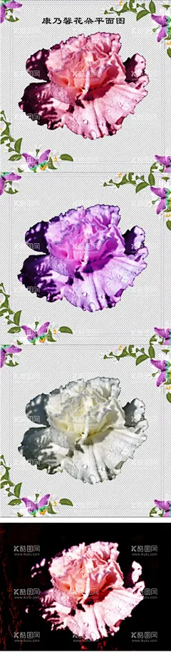 美丽的粉色紫色康乃馨鲜花图片  - 源文件下载【酷图网】康乃馨,插花,花束,花之物语,花艺,花圃,花园,插花艺术,鲜花店,粉色康乃馨,康乃馨素材,唯美图片,唯美壁纸,电脑壁纸,自然风景,鲜花,花朵,花瓣,花蕊,鲜花图片,鲜花素材,服装图案,服装印花,T恤印花,母亲节,母亲节图片,花,花卉,丝网印,服装印花图,生物,生物世界,花草,康乃馨图,康乃馨花束,