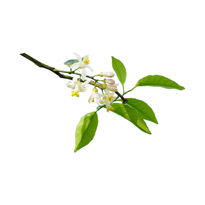 是小初心呀采集于2018-07-31 11:53:13橙花8喜欢png免抠素材——花朵