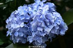 蓝莓小主采集到花朵集三