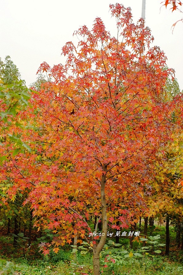 北美枫香liquidambarstyraciflua2