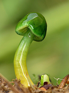 在天台看星星采集到微距摄影