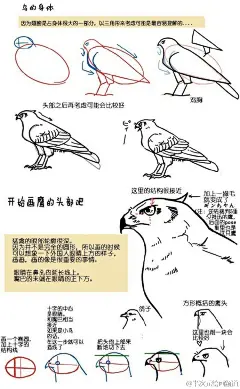 绘画学习【一起画鸟鹰吧】  不同的鸟类翅膀有很大的差别哦，了解鸟类头部到脚部特征，让笔下的鸟儿更生动起来吧~   #插画艺术作品# ​​​​