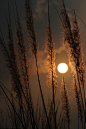 oceanflower2015:

Listen to nature tells her tale … [ Explored ] by aRch. faRhaNa