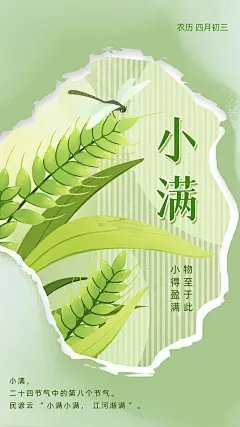 高档小满节气宣传海报